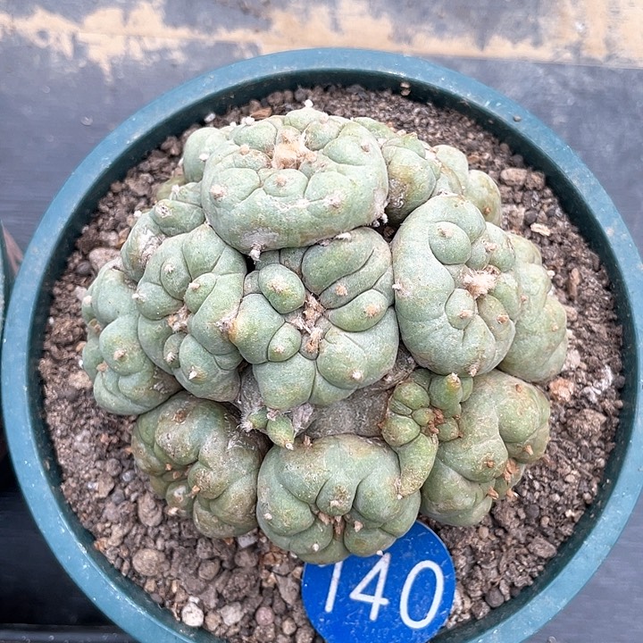 仙人球落地自根140