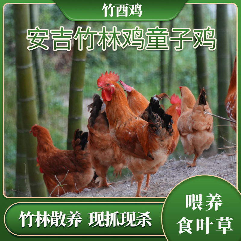 安吉竹林鸡生态散养土鸡童子鸡仔公鸡健康品质肉质鲜嫩新鲜保顺丰