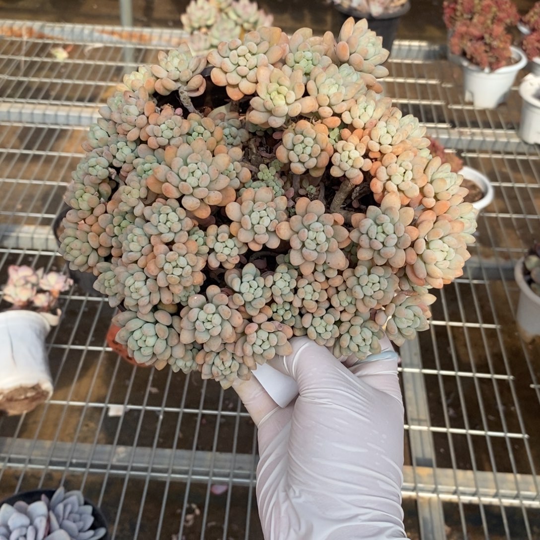 530洛可可一物一拍