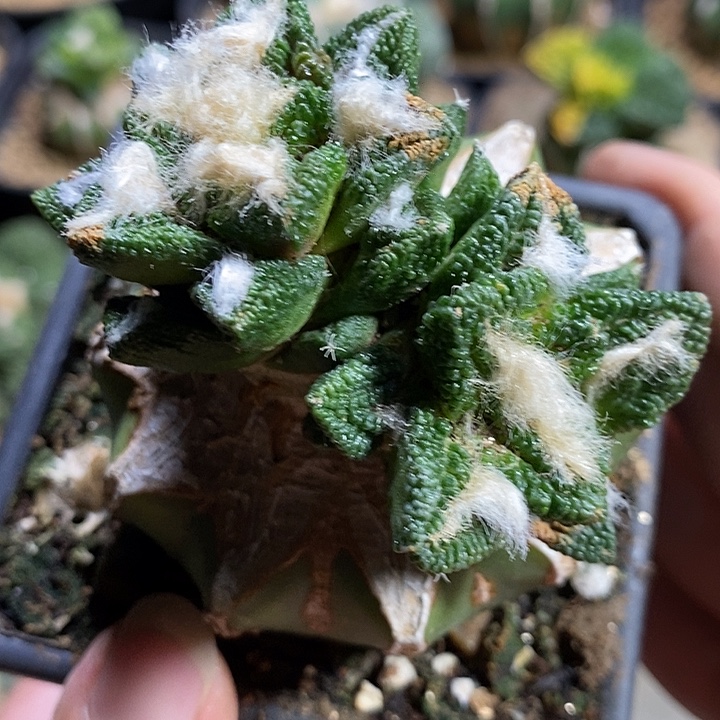 苗接勃氏辛顿面上有点晒伤224号