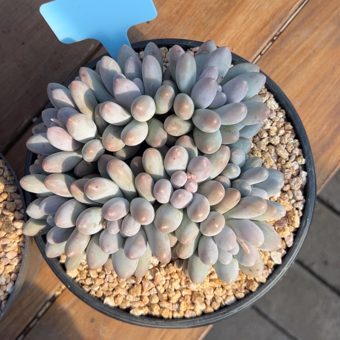 汤圆111111111111111