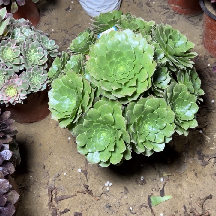 多肉植物圣君兰法师2