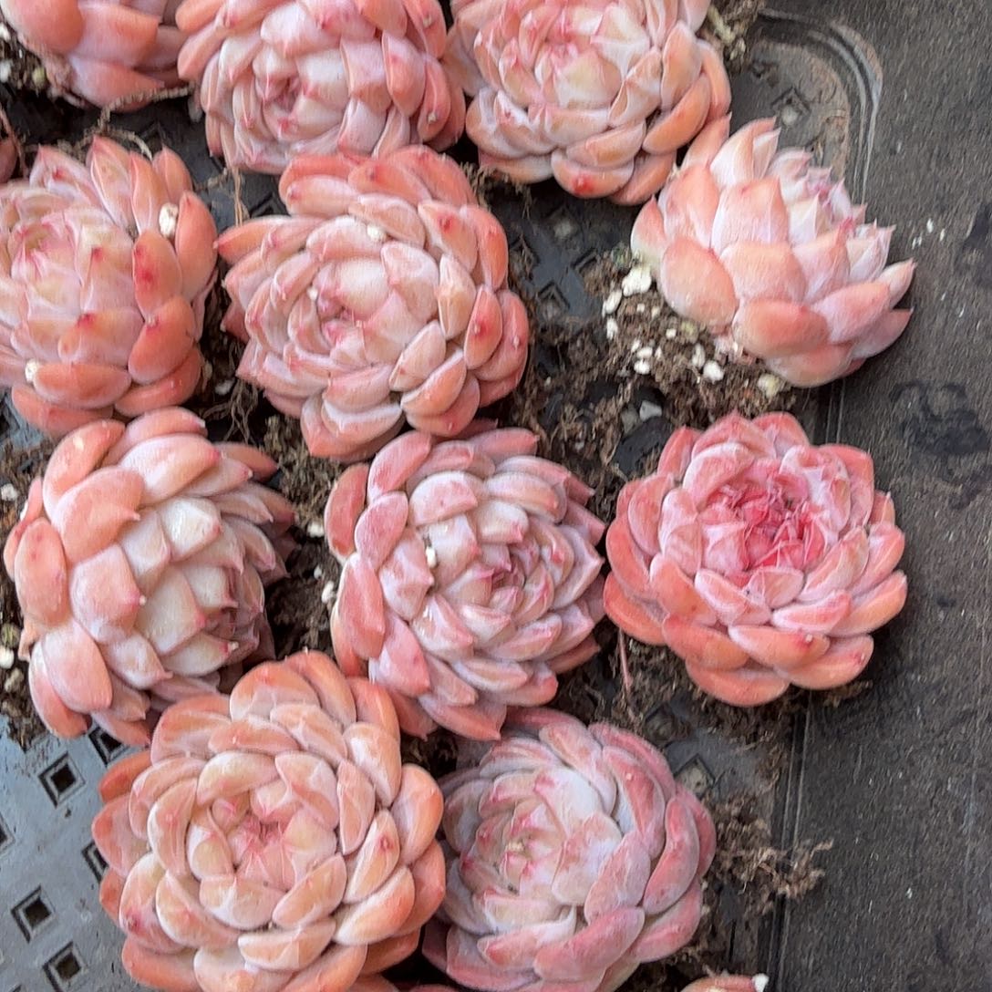 万花筒50#脱土（量拍）