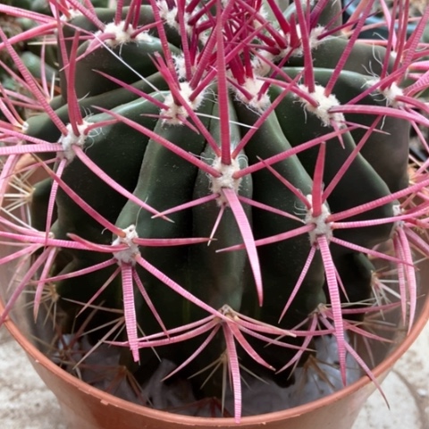 红虎仙人球30米仙人球