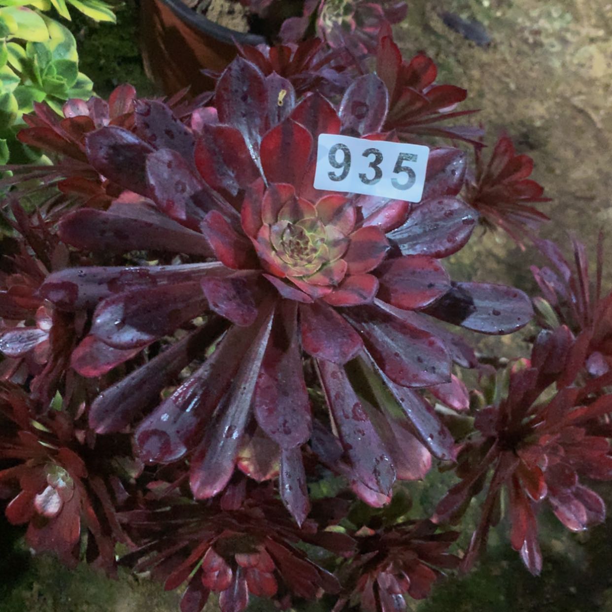 【闪购商品】935铜壶黄多肉