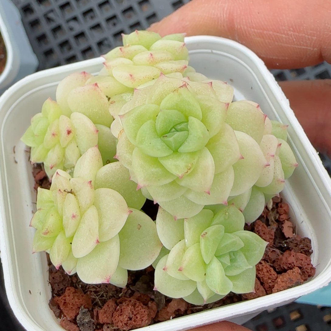 【闪购商品】0308-54优选麦杆