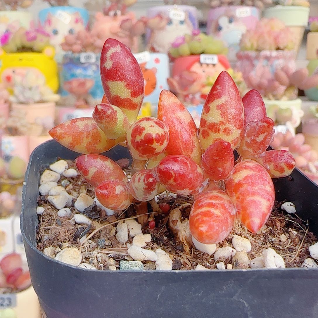霸****L 可爱梅花鹿 盆口4cm