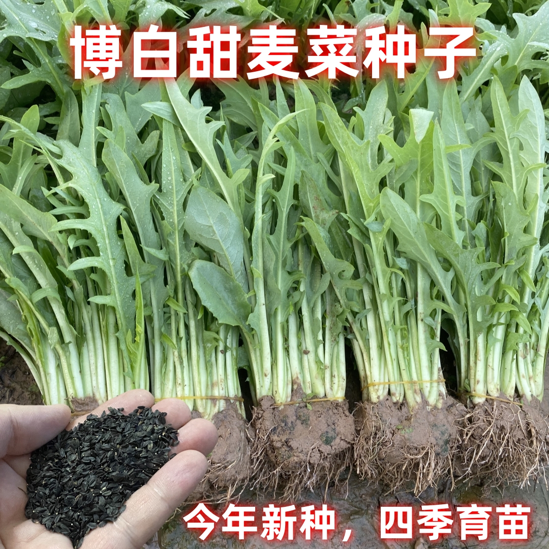 正宗广西博白甜麦菜种子播种容易发芽四季可种