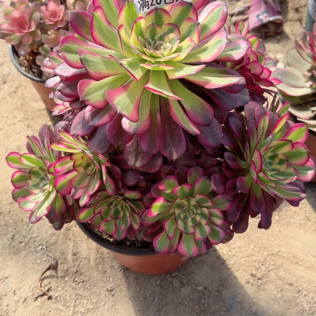 K. 8508舞天姬多肉