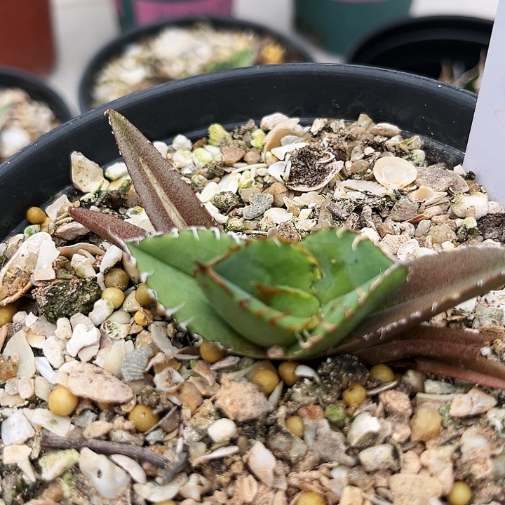 潮流植物优选，冰雹，带背刺