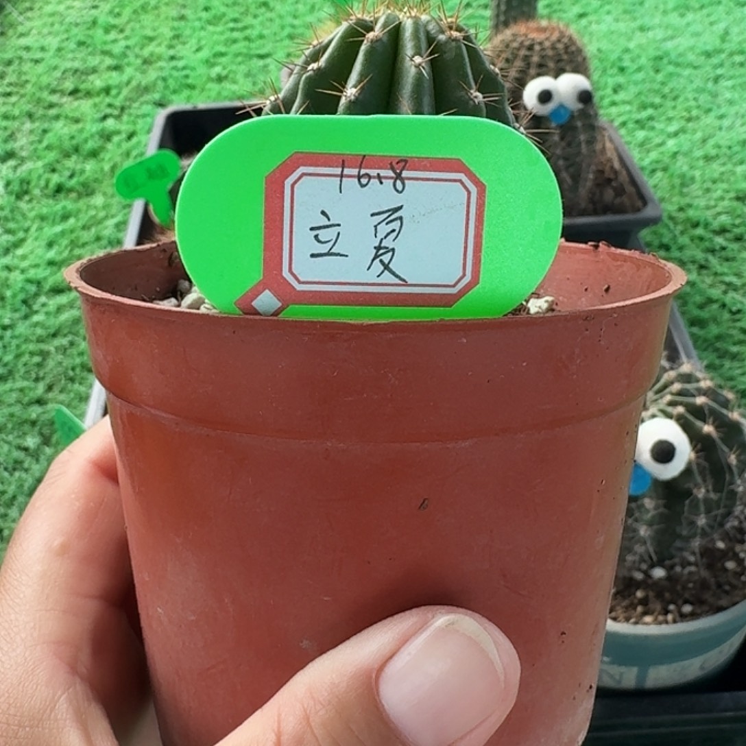 敏***9立夏毛花柱，容易掉刺，不影响生长，开花美
