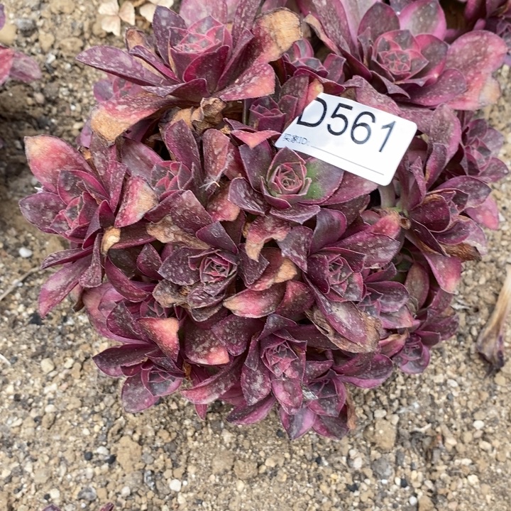 561魅金玫瑰多肉一组