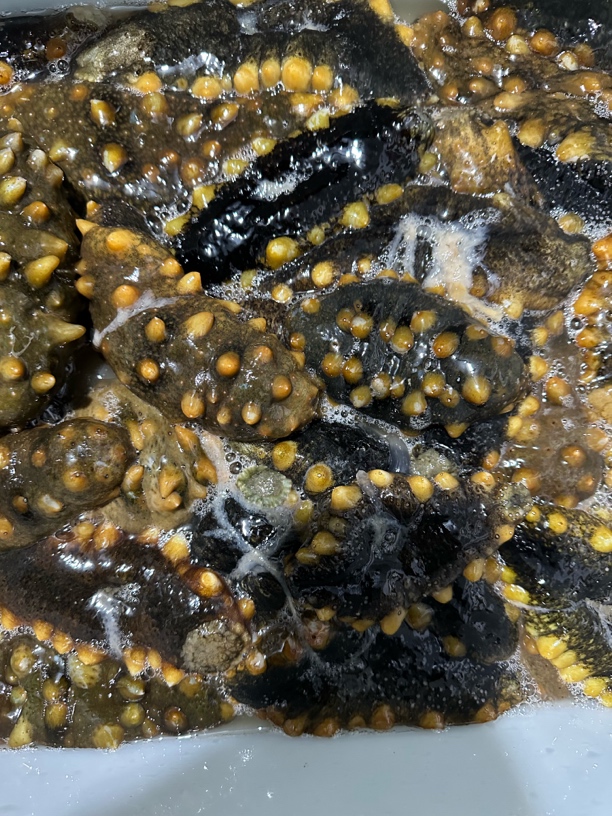 冻煮海岛海参大规格（3斤左右皮20只左右一斤）