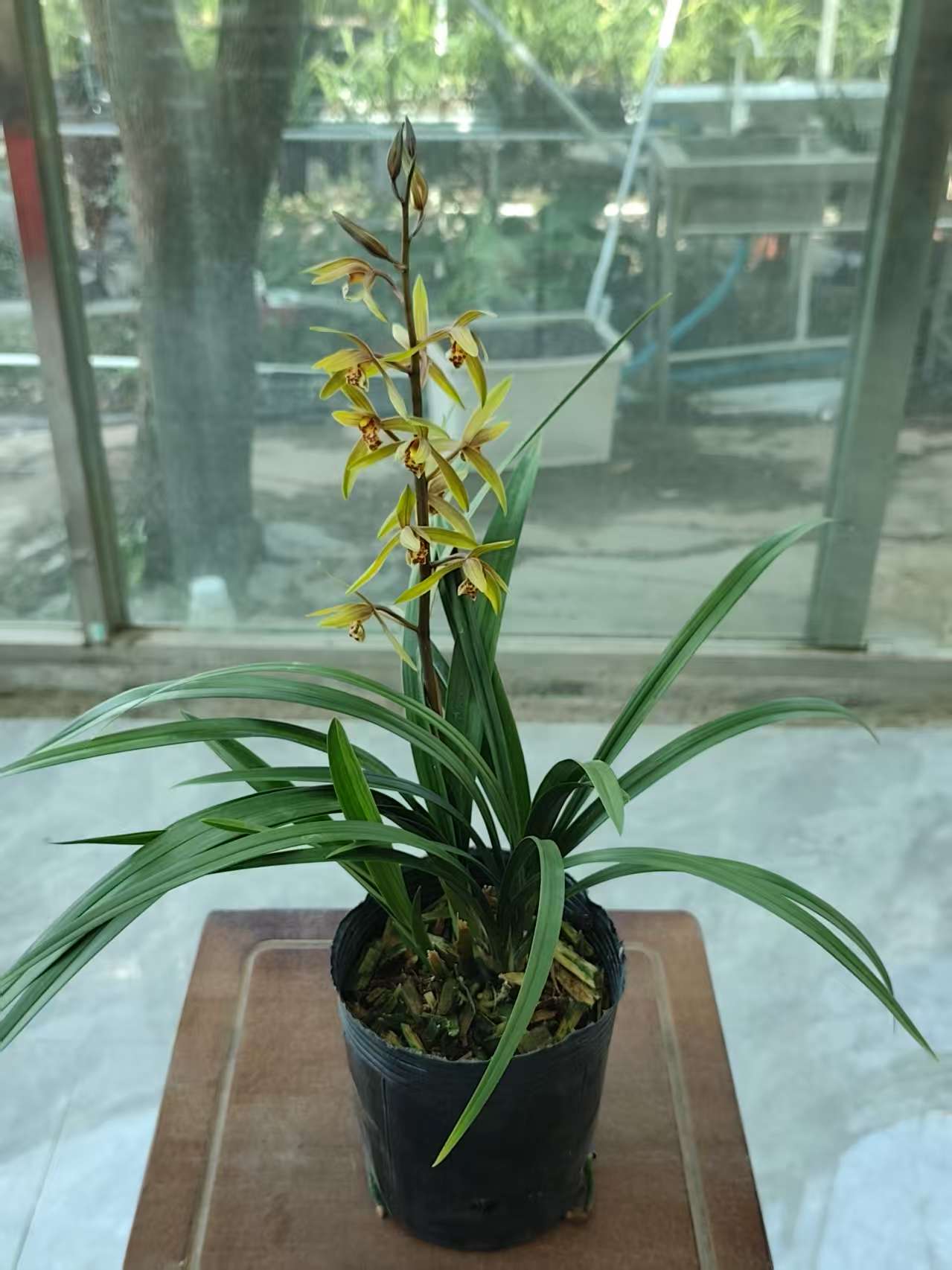 翁源兰花：惠兰黄金岁月带花芽培育盆发货好养易活易开花兰花直播