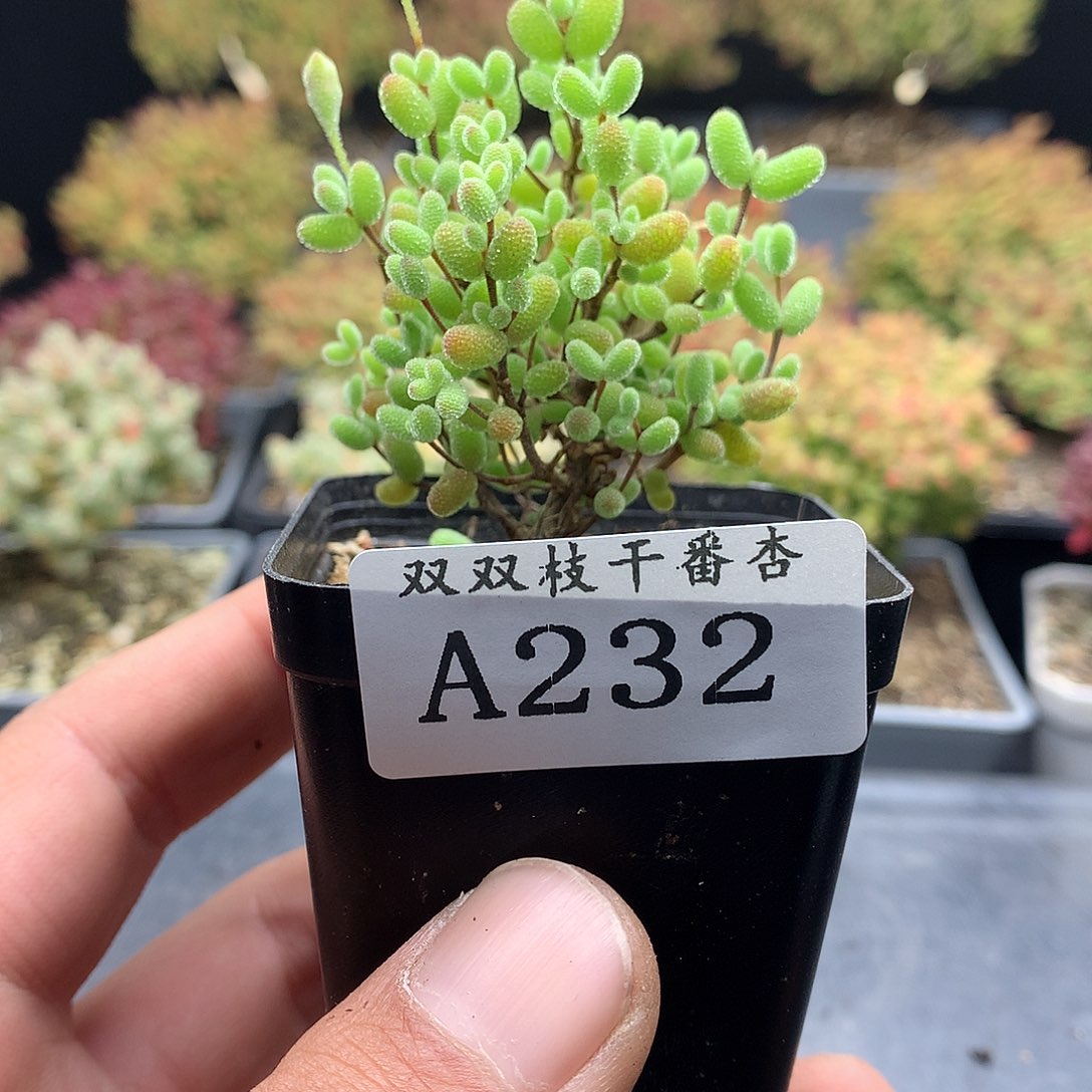 232金桔。                   