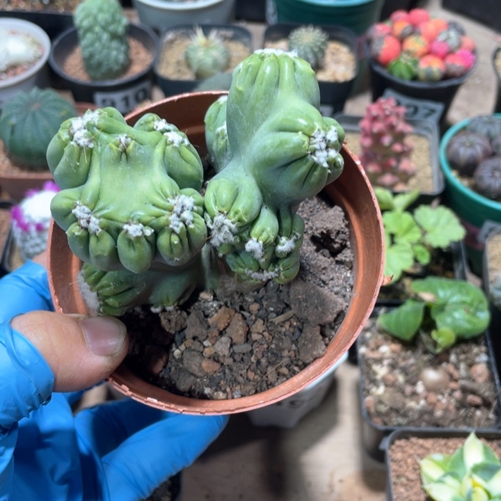 835紫云罗汉山影