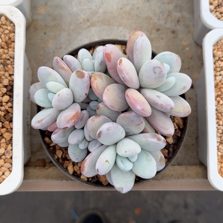 雪美人 群生 一物一拍