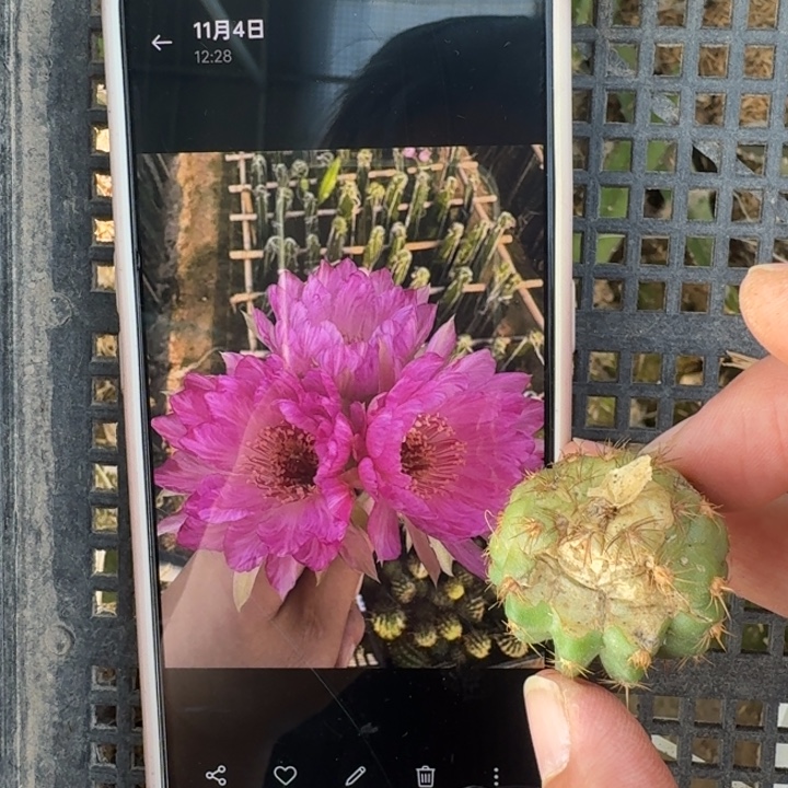 211地捡丽花嫦娥虫咬歪2到3公分左右无根侧牙，20包邮