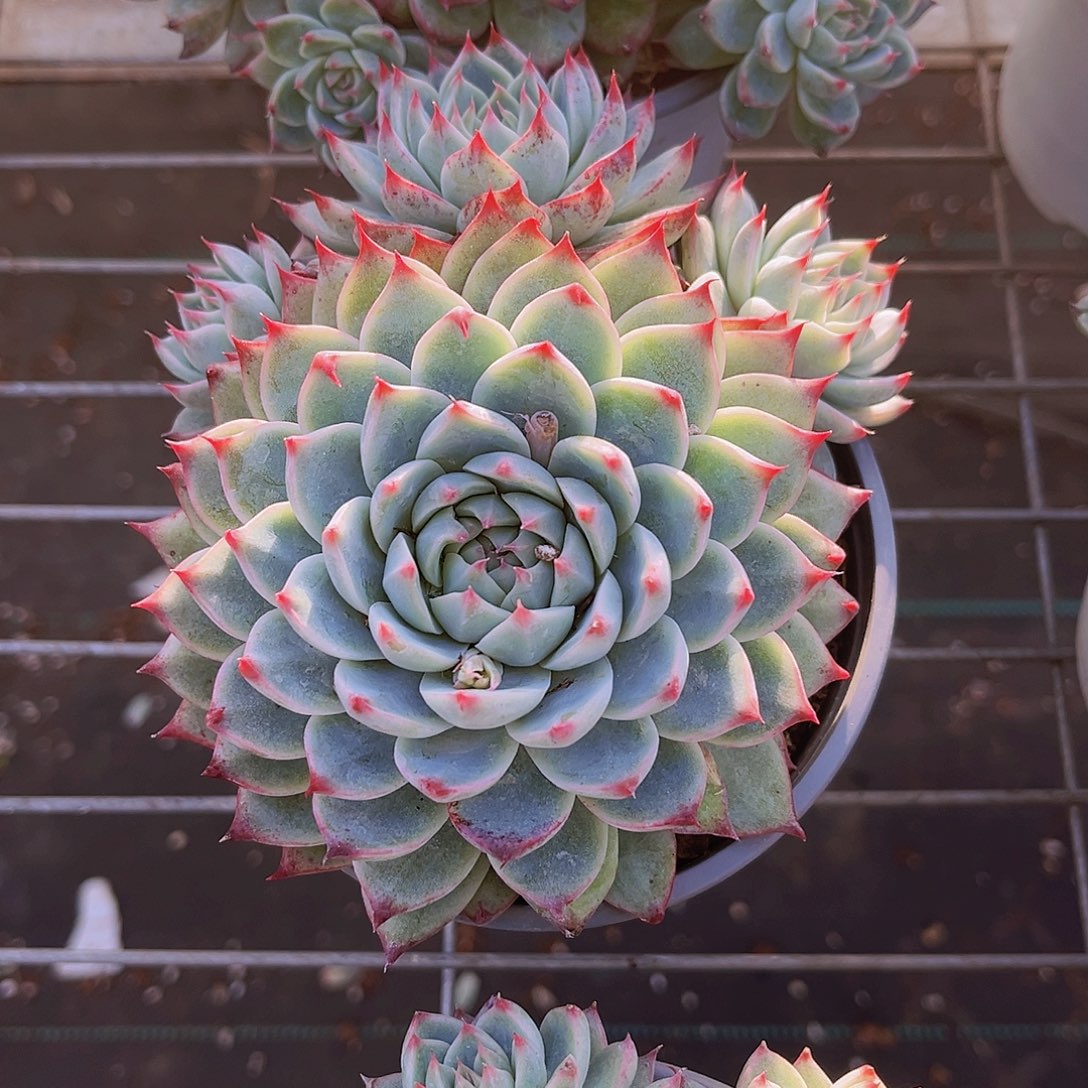 桃夭13公分99999999999