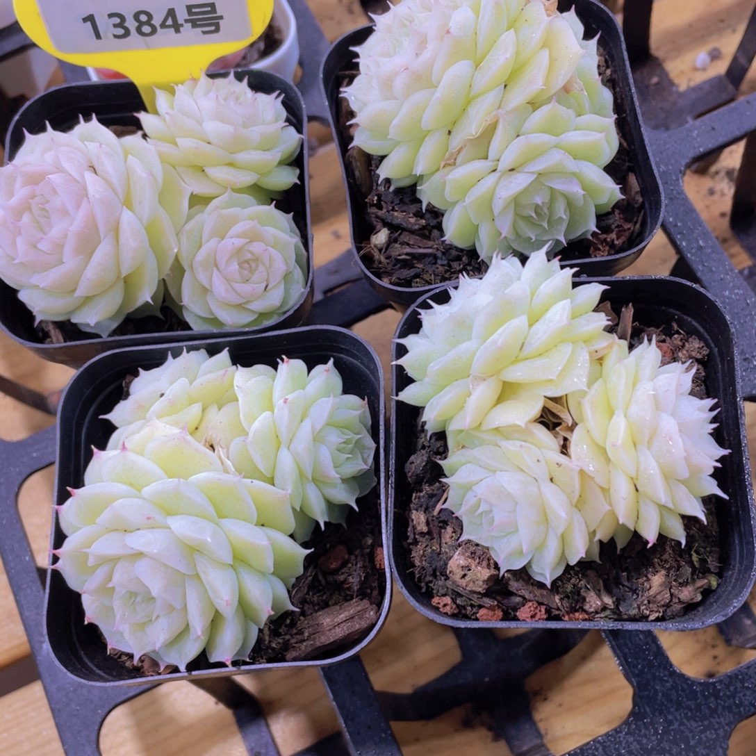 1384号 睫毛山茶花麦秆多头群一颗