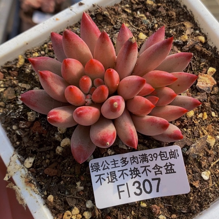 金鱼姬6cm307多肉植物