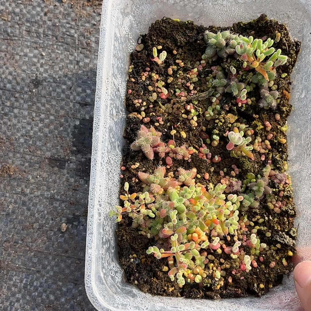 染***玉混播切糕优选枝干番杏