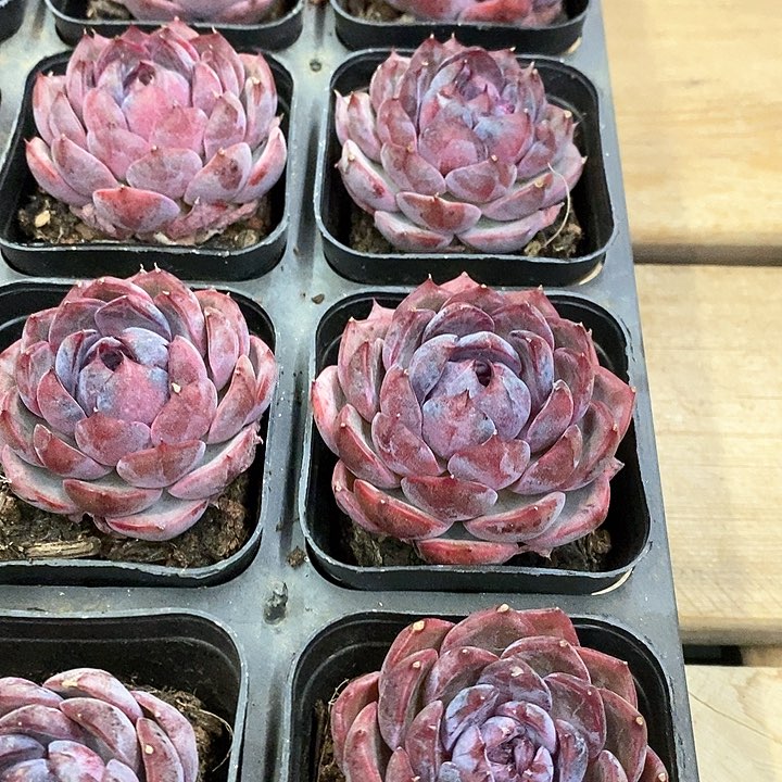 82。蓝莓。福利多多