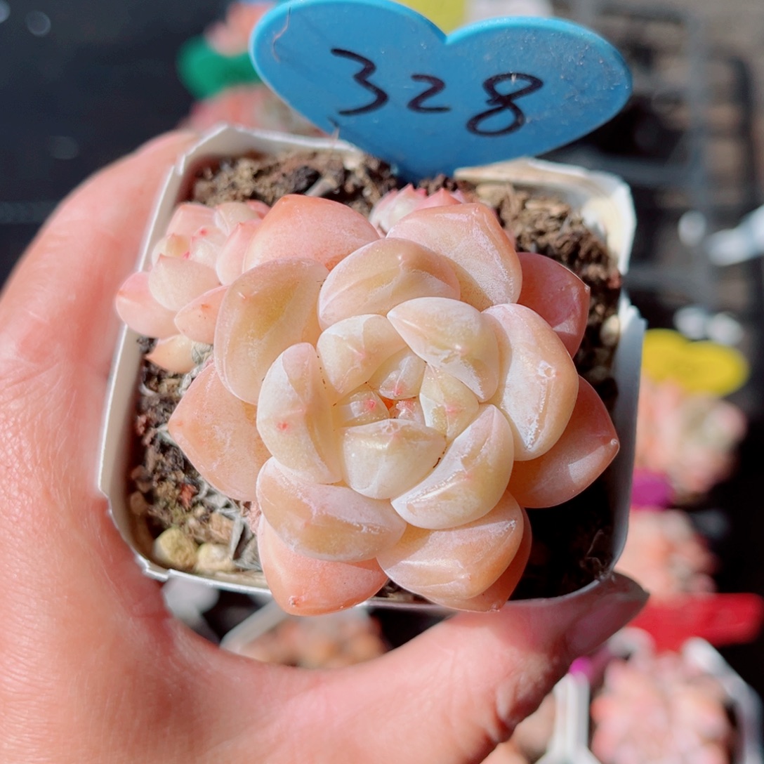 水***漾328号小老桩糖心群