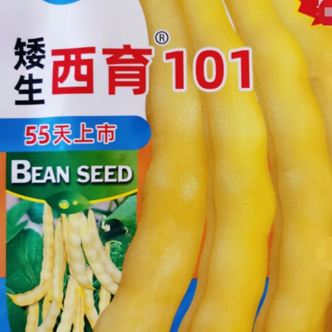 不搭架西育101豆角种子（矮绿霸）