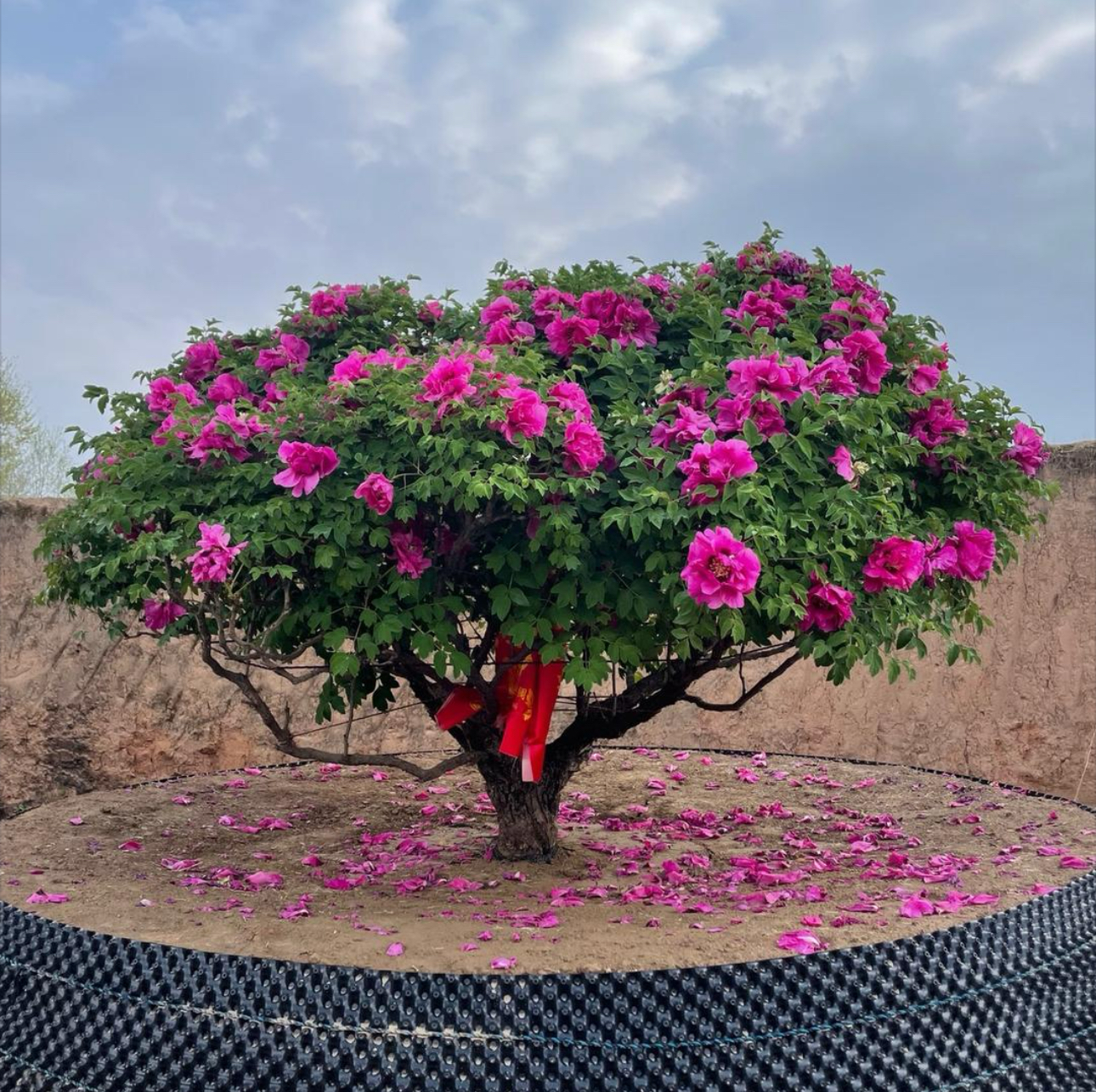 甘肃紫斑牡丹高原牡丹花庭院阳台植物（不包邮运费到付）