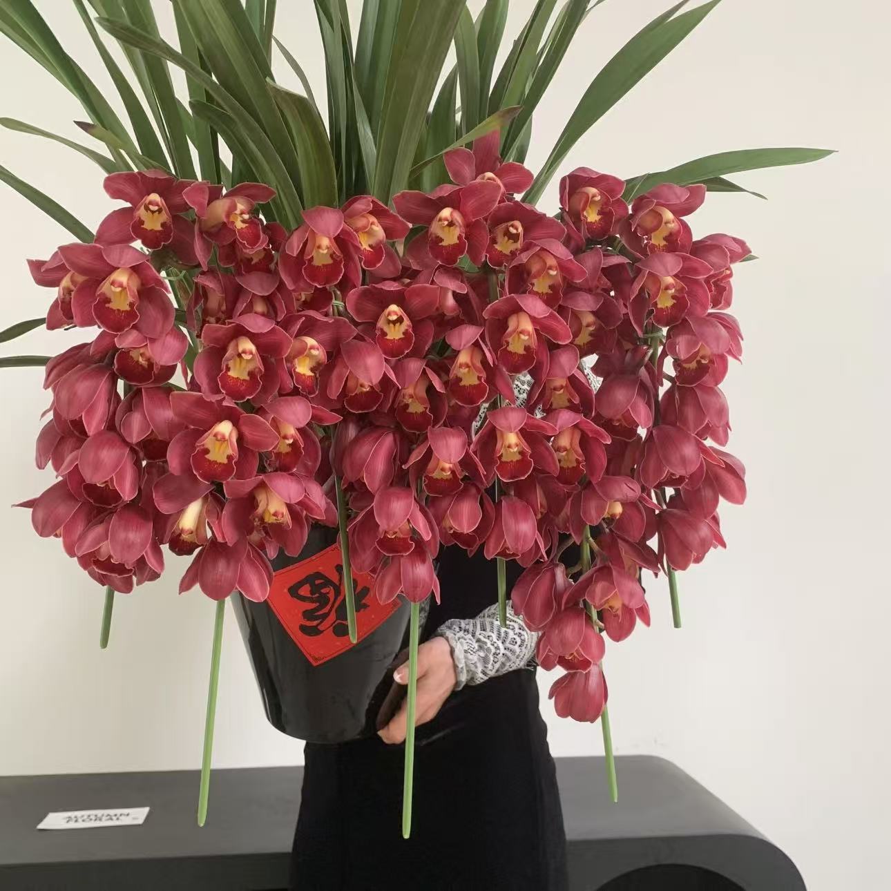大红袍大花蕙兰拱兰盆栽带花办公室客厅摆件室内外惠兰年宵花送礼