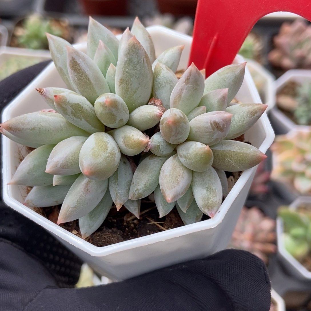 841所罗门多肉植物保护