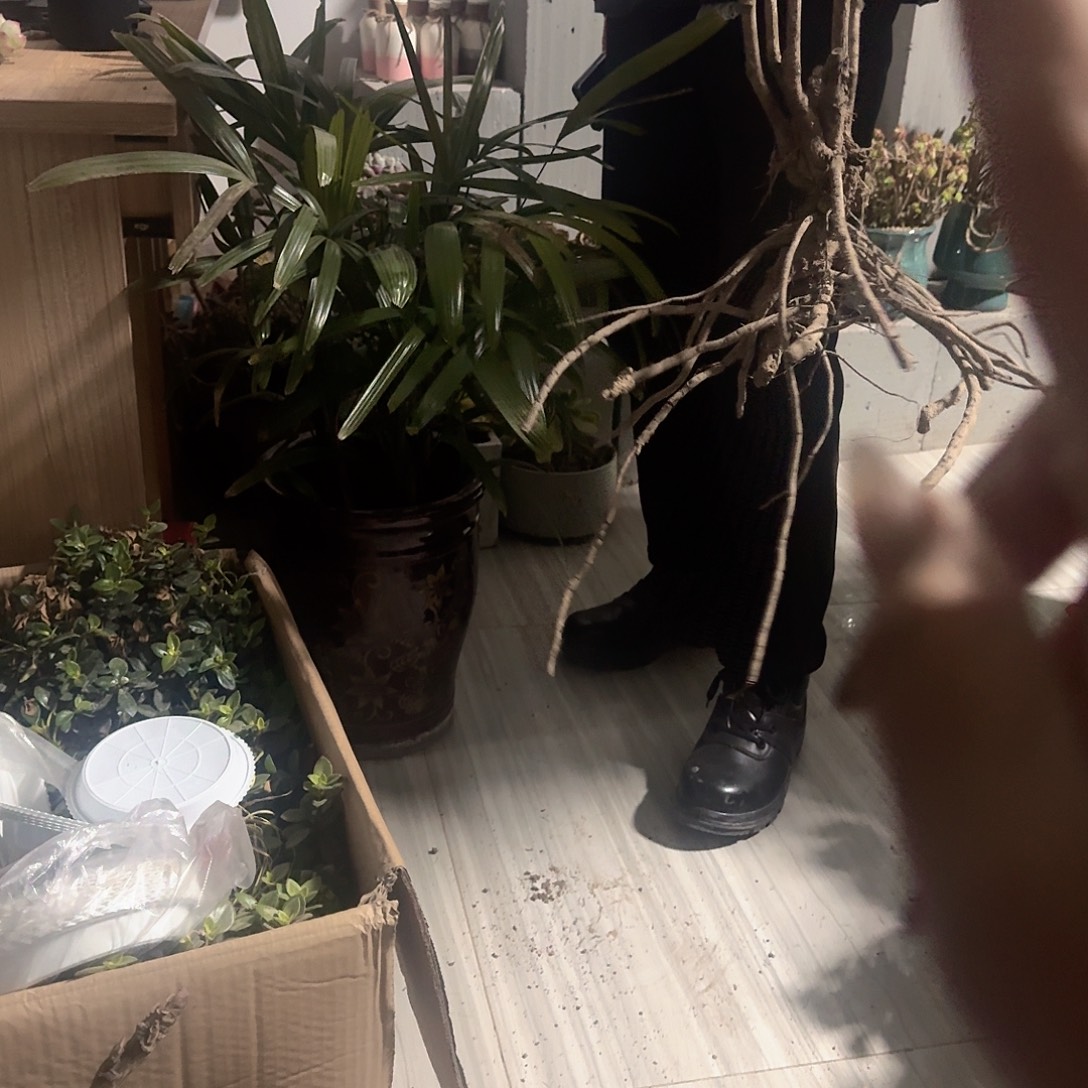 完全开放山药11111111111111