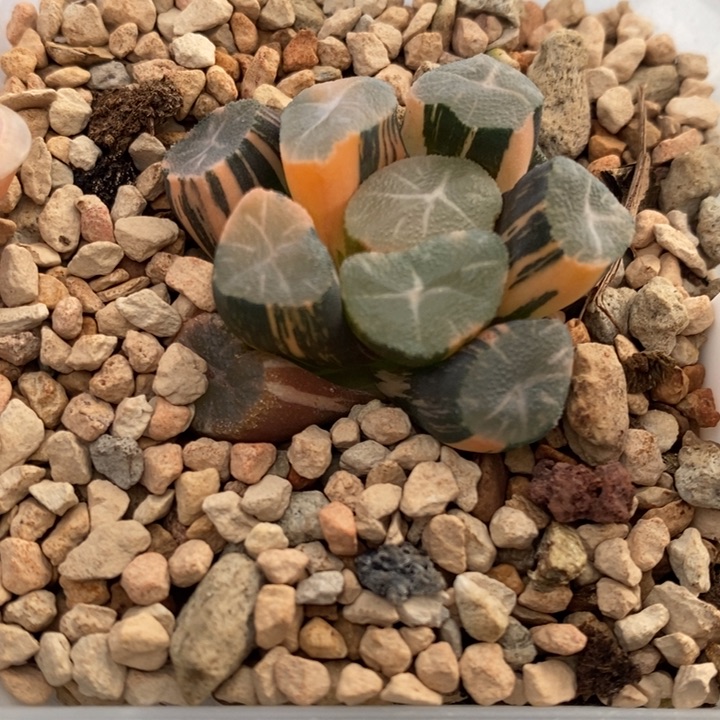 335号玉龙万象锦带盆