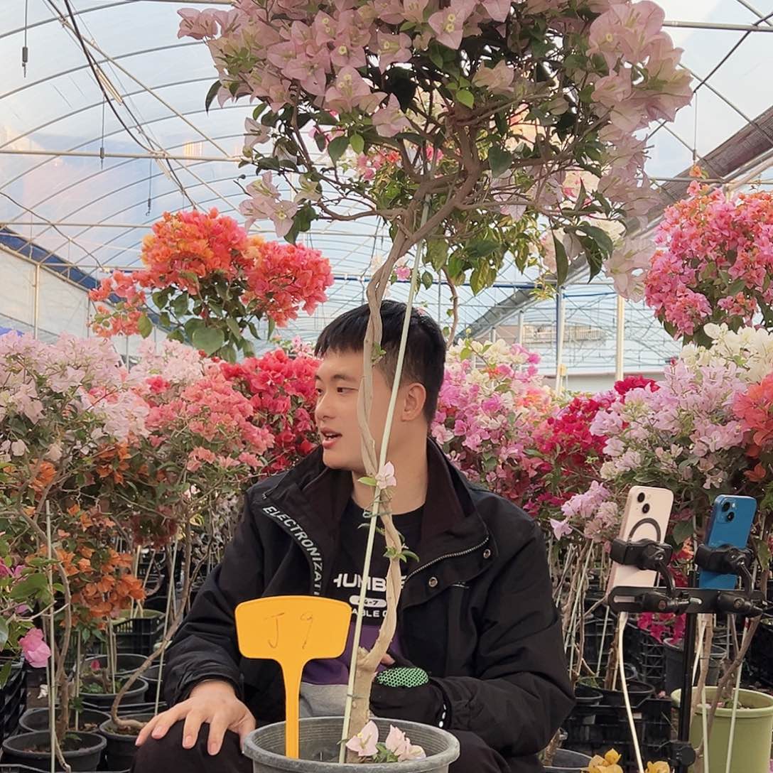 大部分花苞少量开放J9丽娜