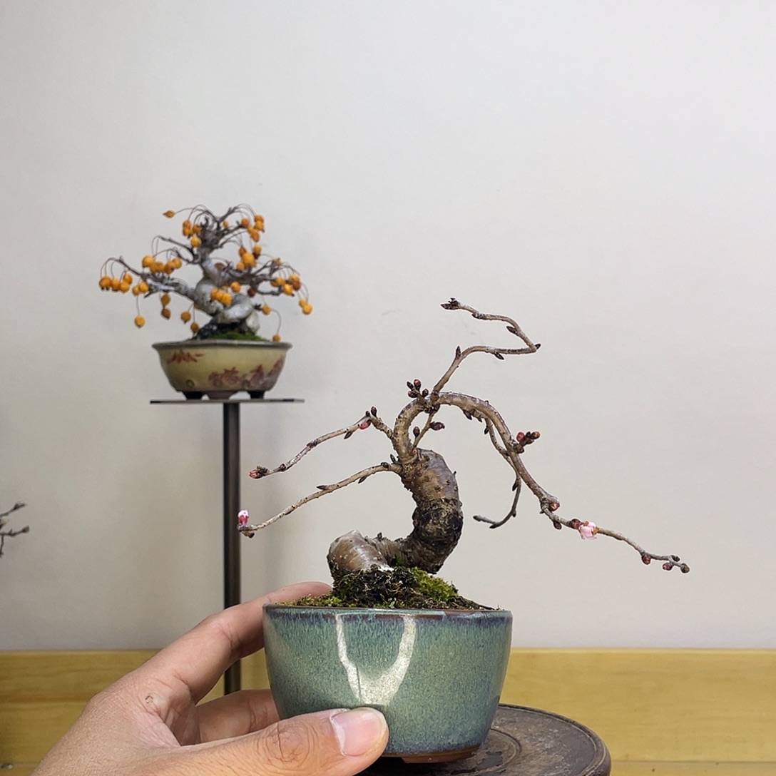 木本十月樱花盆栽