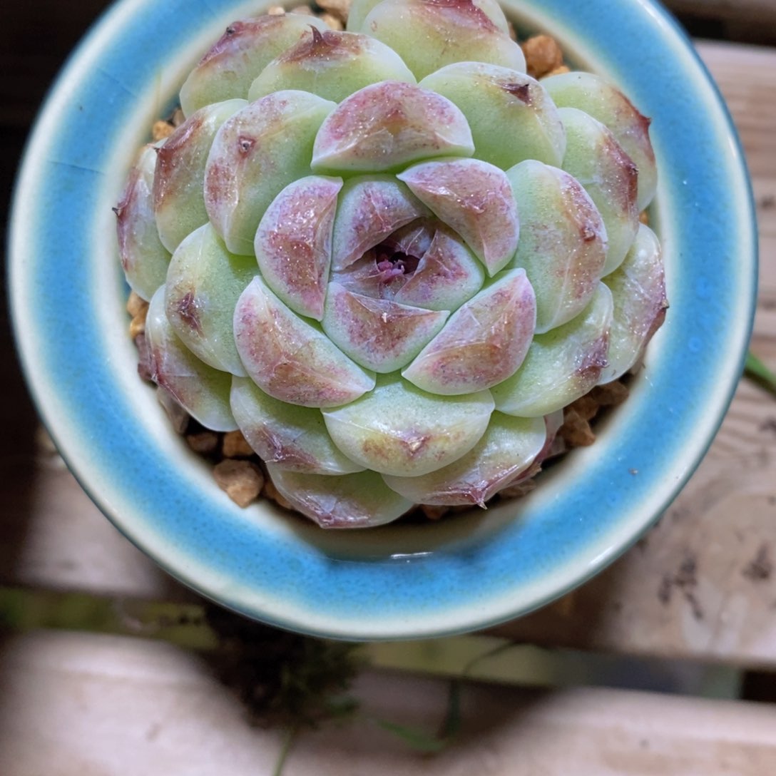 可问主播品种，下滑链接更多品种多肉选择