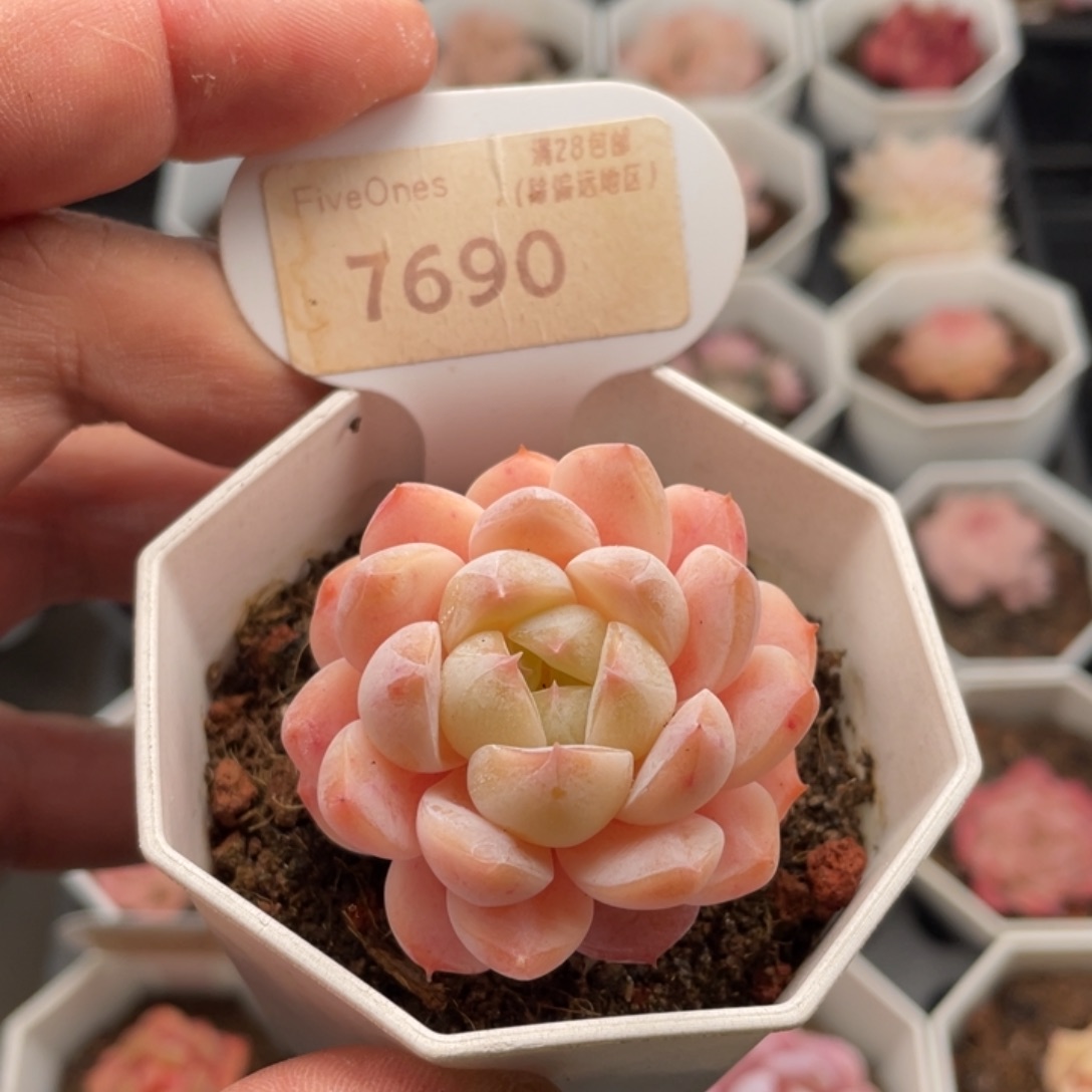 梦幻芭比7690-4.5厘米