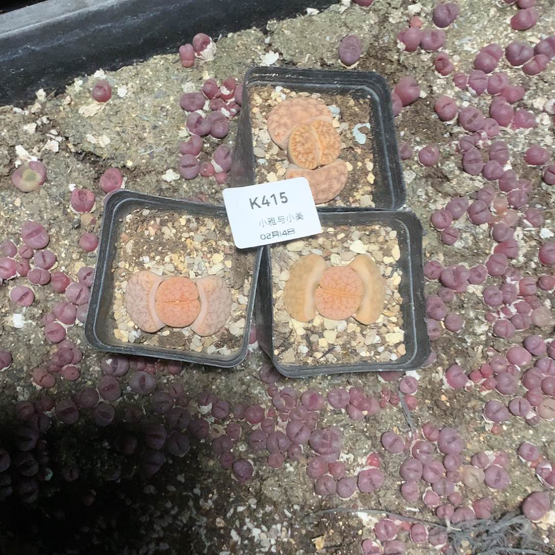 o*oK415多肉植物保护