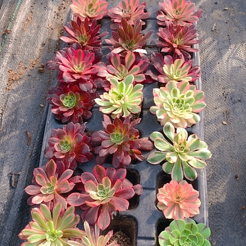 519单头21棵多肉植物