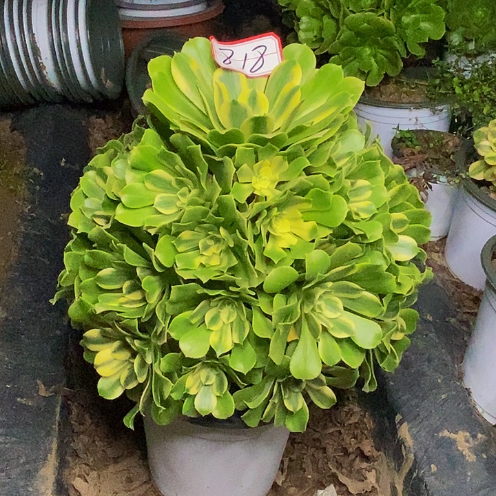 新尼亚老桩捧花818号