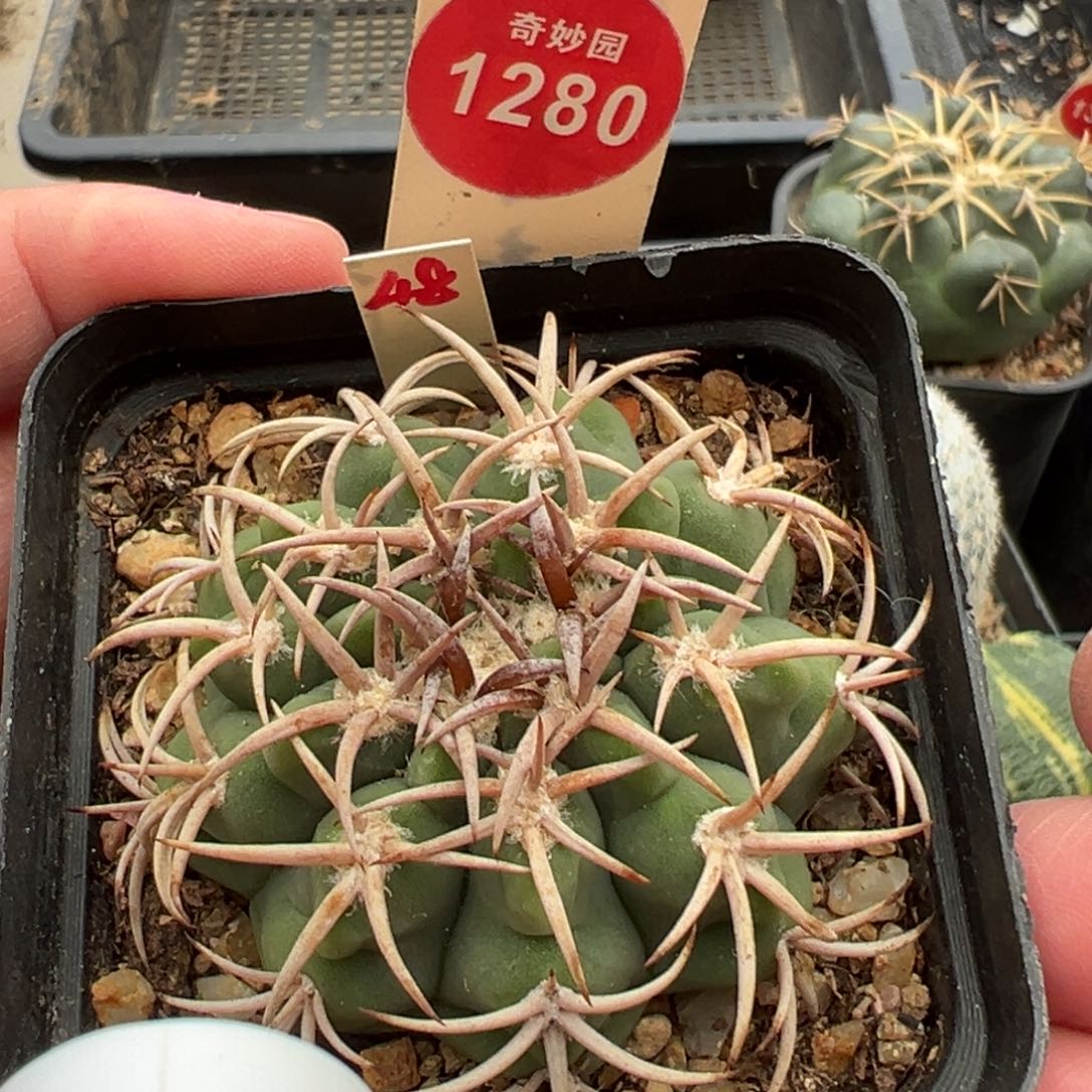 实生短豪刺碧岩玉5.3cm
