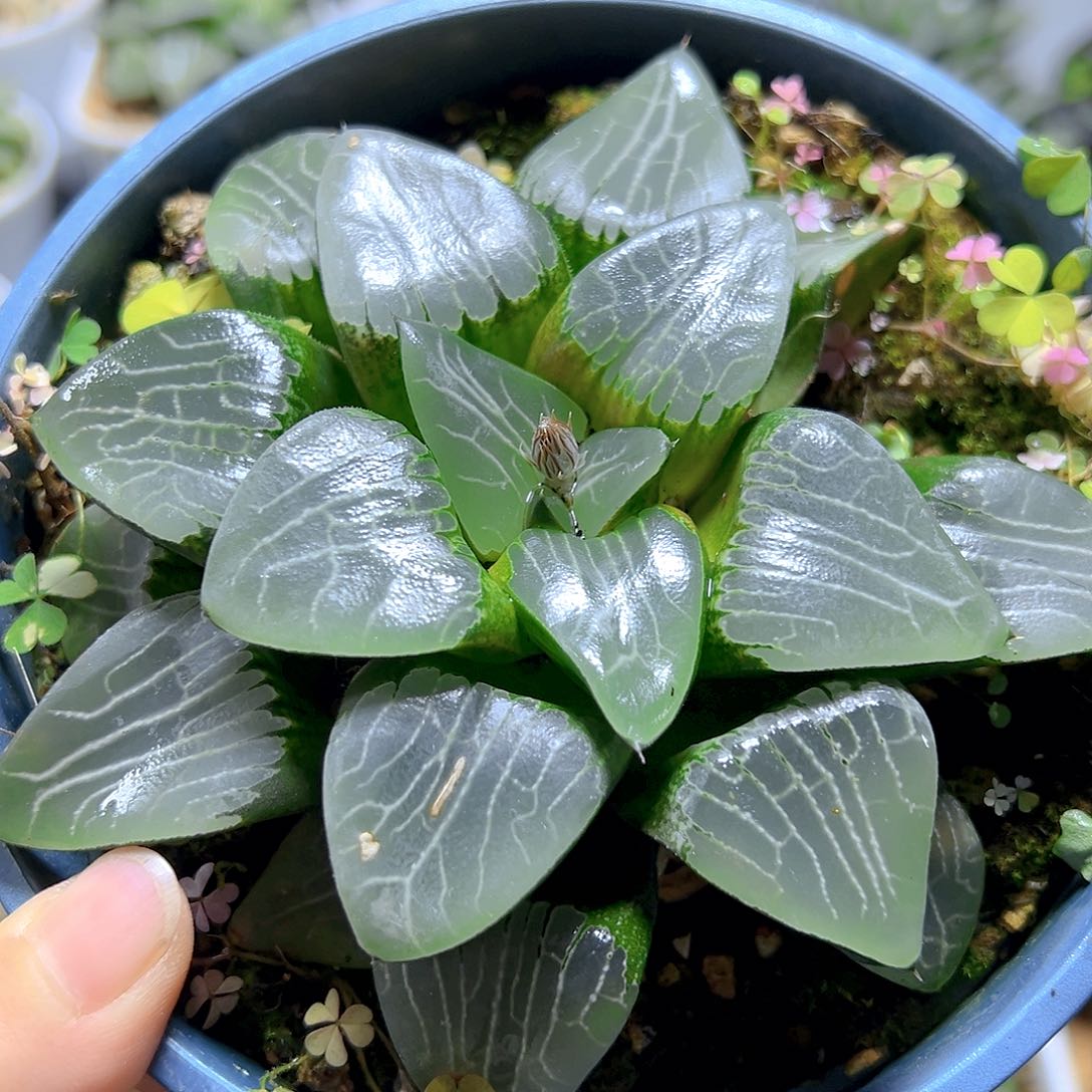 加仑盆月影母本玉露多肉一颗