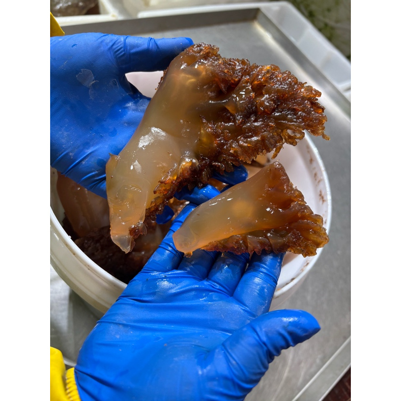 沙子口野生海蜇头5斤包头中通