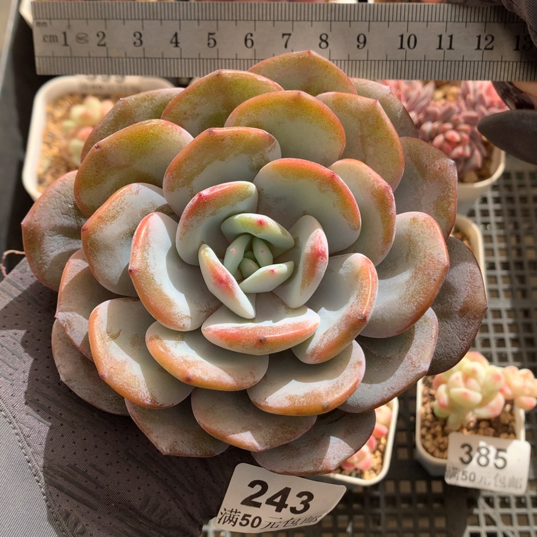 243。奶茶大单头粗腿。