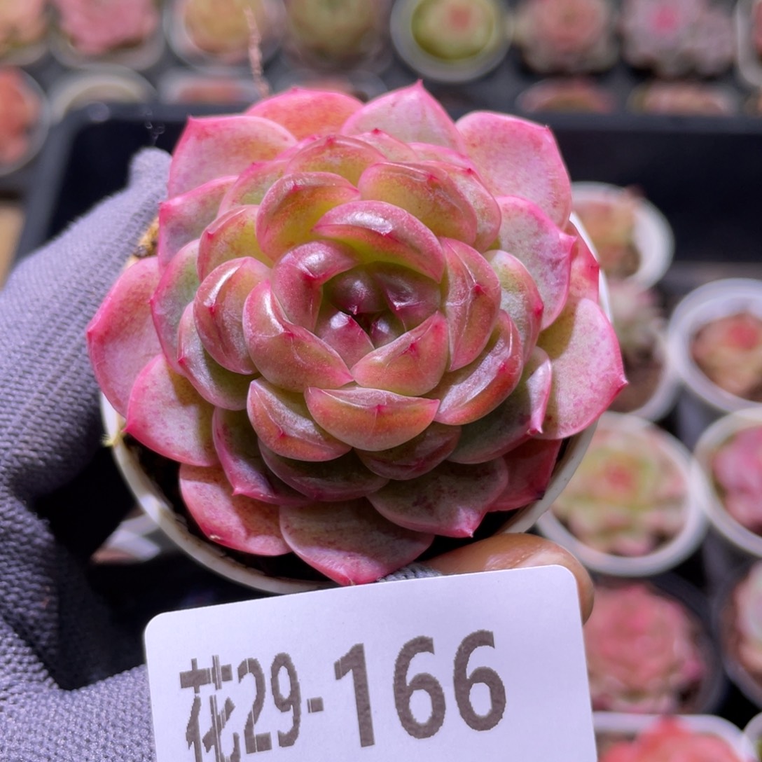 花利美29-166新品珍妮