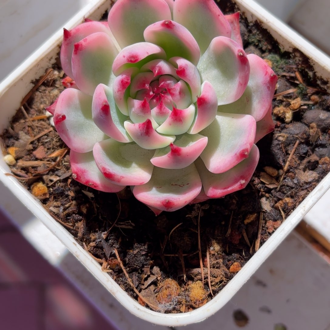 怎***/吉娃娃锦多肉植物