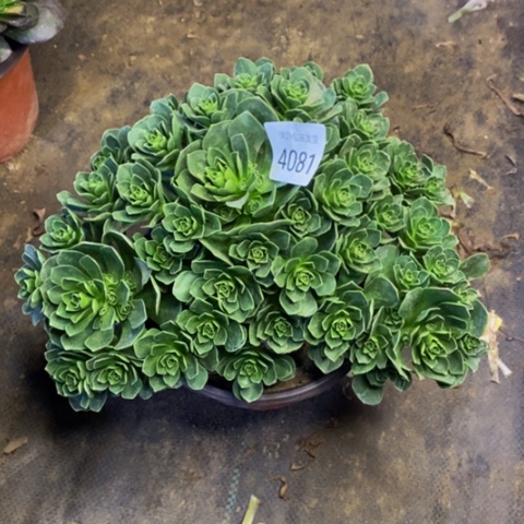 树玫瑰多肉植物4081