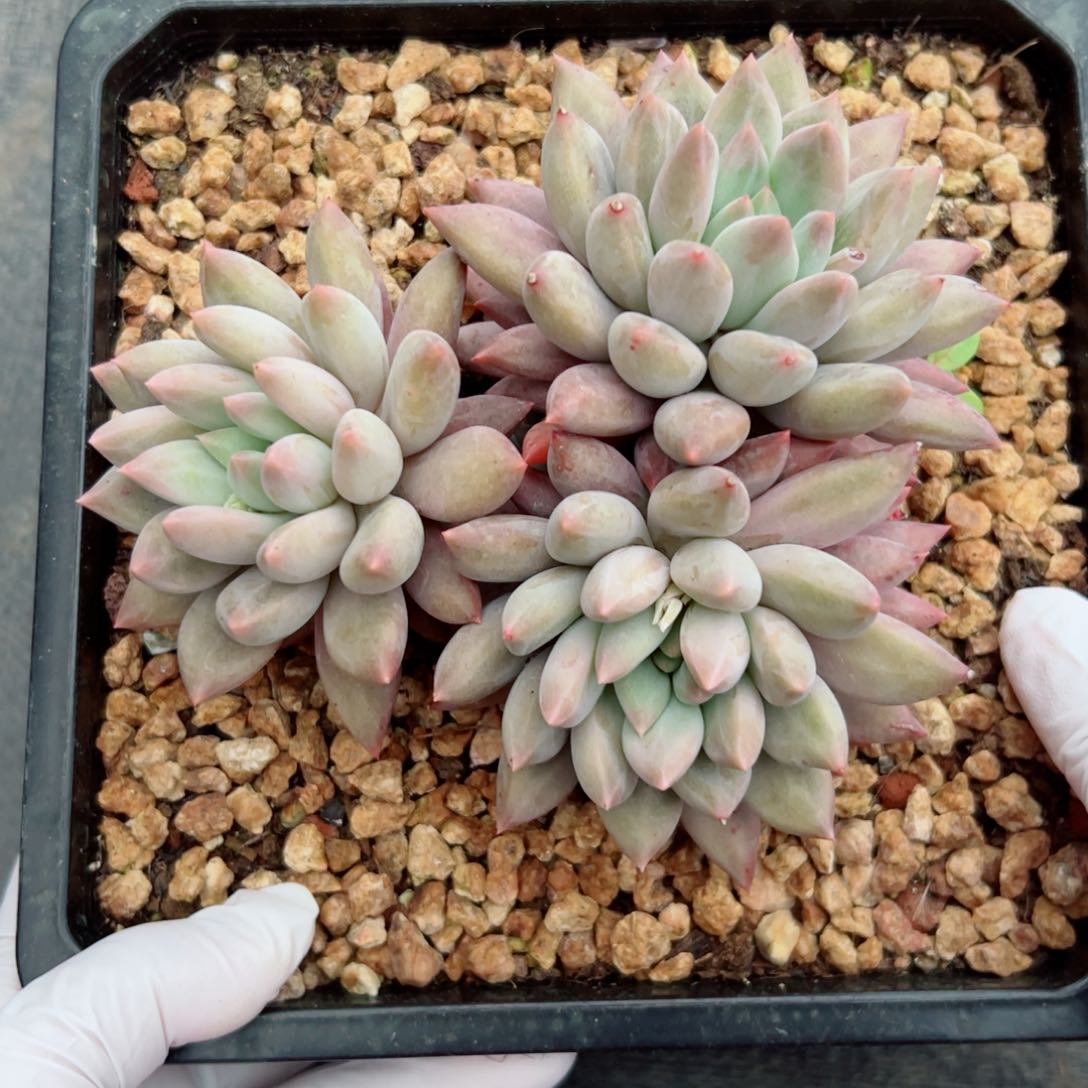 美人系列多肉植物