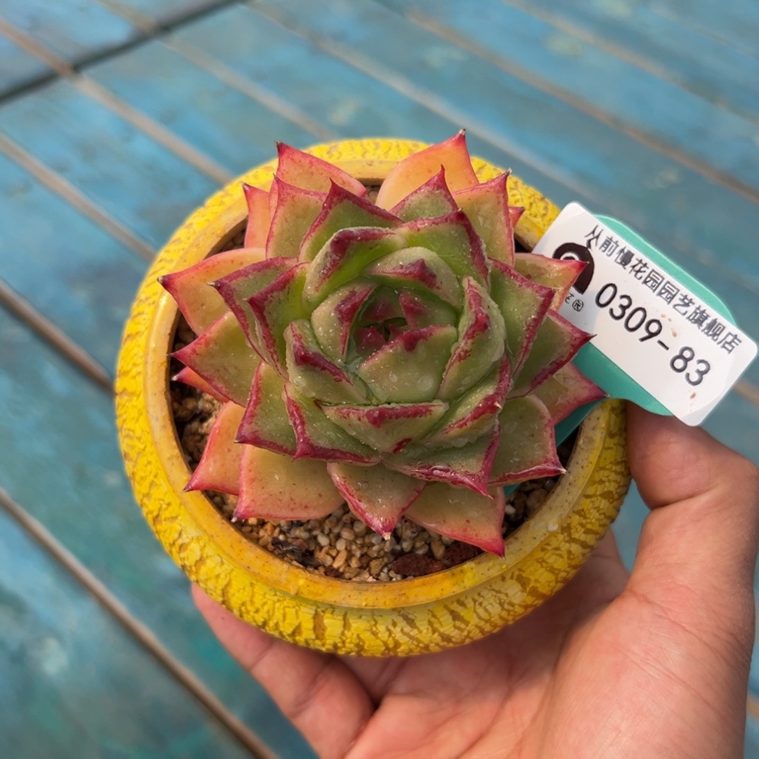 多肉一物一拍0309-83